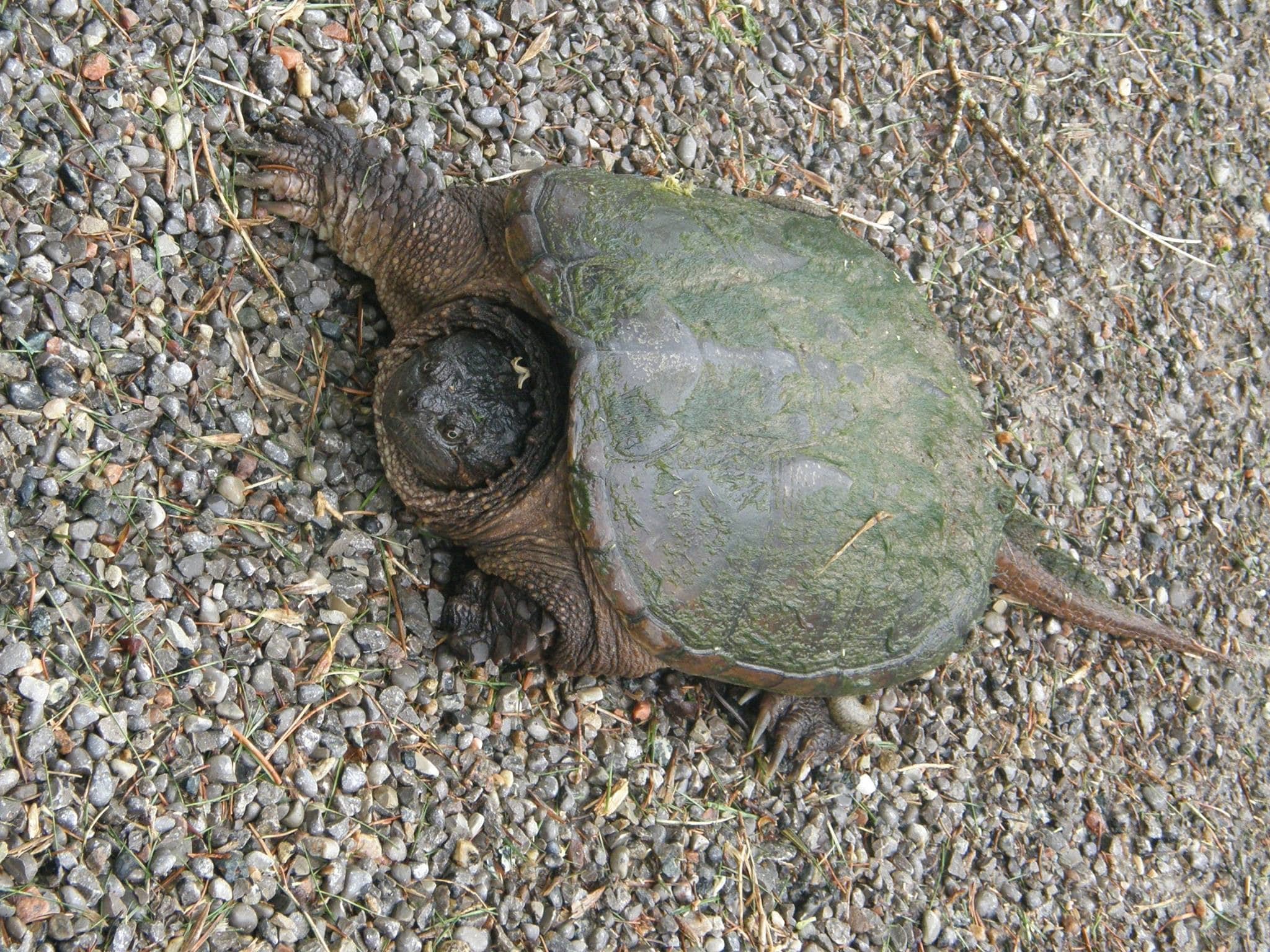 Turtle