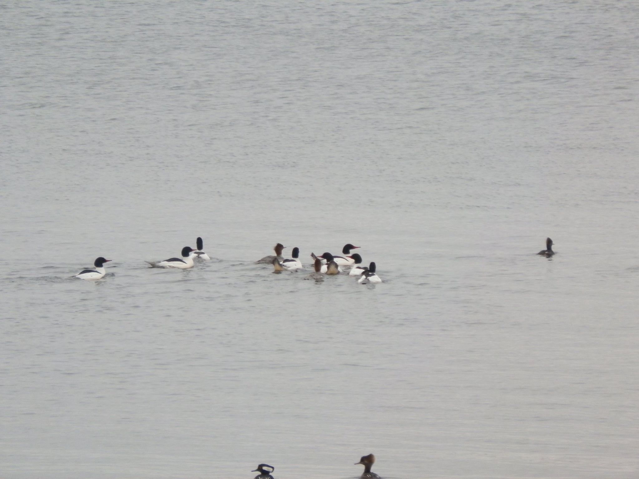 Ducklings in a Lake
