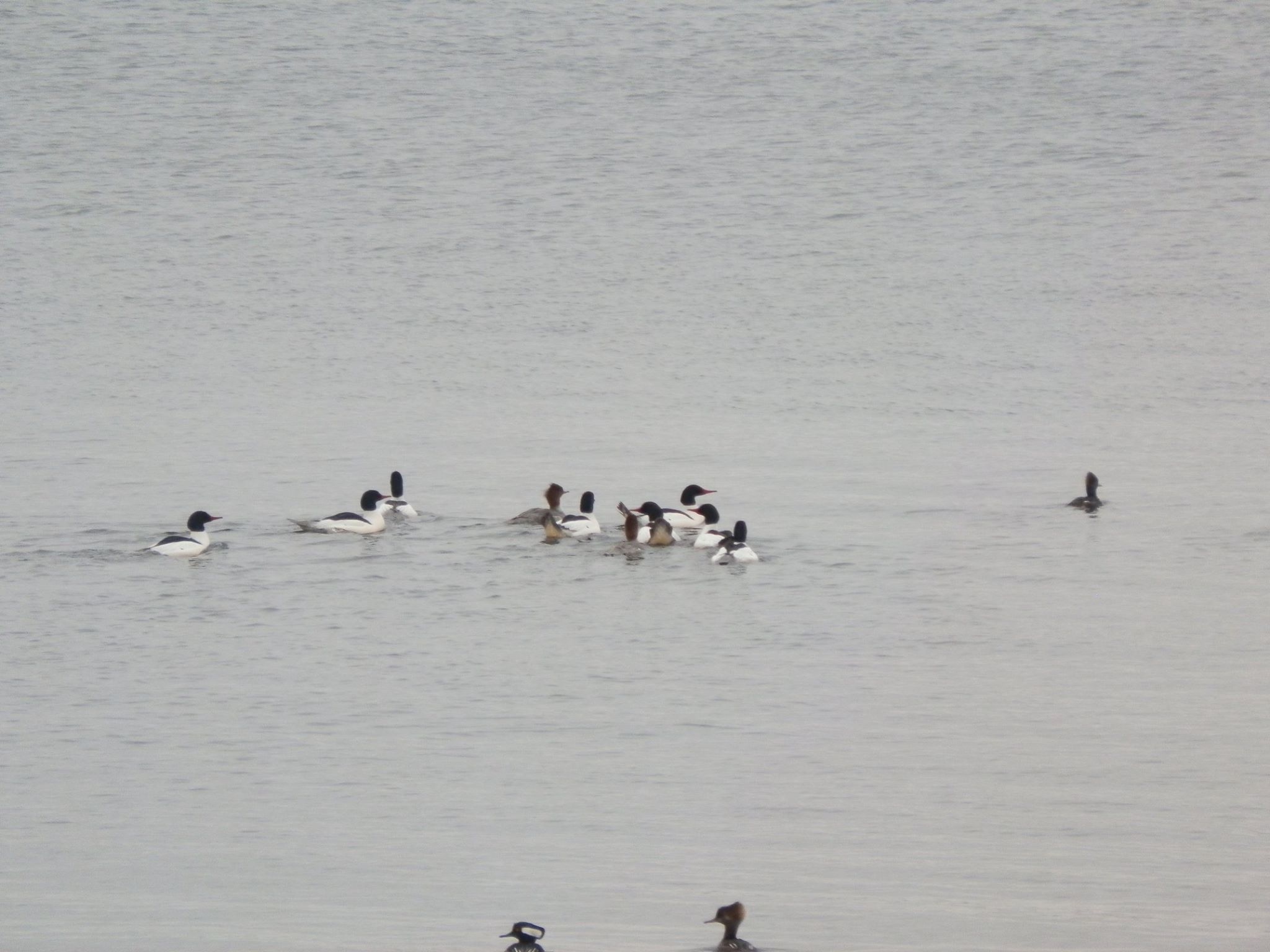 Ducklings in a Lake