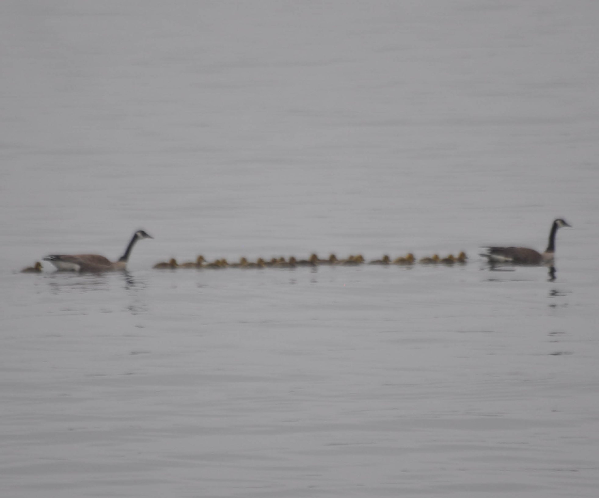 Brood of Ducklings in Lake