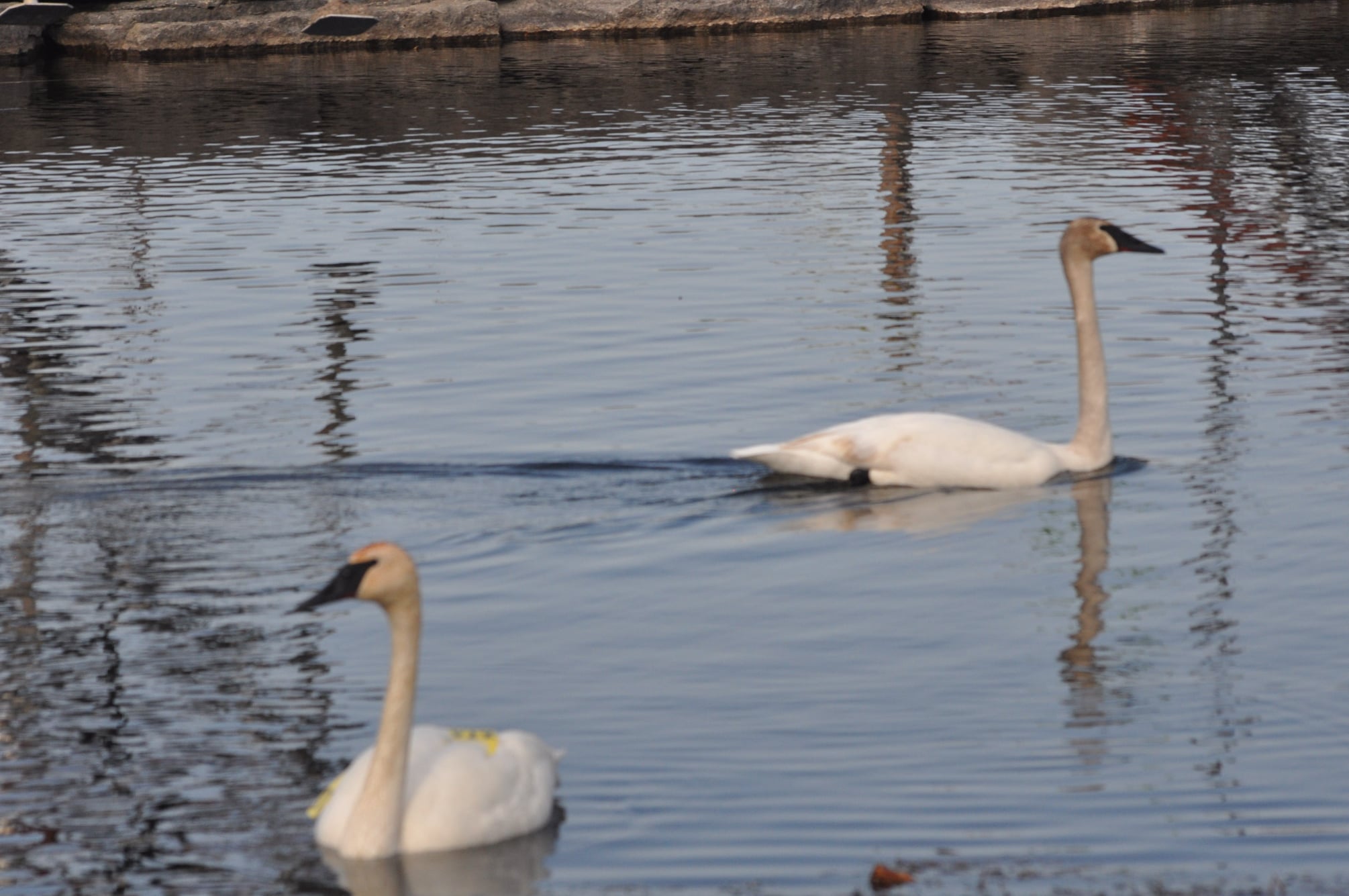 Trumpeter Swans